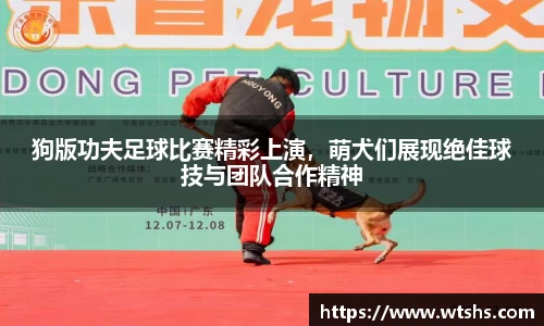 狗版功夫足球比赛精彩上演，萌犬们展现绝佳球技与团队合作精神
